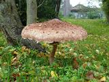Neuer Tag, neues Glück. Zunächst einmal in Sachen Pilz. Davon standen noch ein paar mehr herum. Schön paniert….lecker….. Neuer Tag, neues Glück. Zunächst einmal in Sachen Pilz. Davon standen noch ein paar mehr herum. Schön paniert….lecker…..