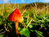 Sag nochmal jemand, dass der Herbst trübe und grau ist. Dieser kleine Kerl hier beweist doch das Gegenteil ziemlich eindrucksvoll. Sag nochmal jemand, dass der Herbst trübe und grau ist. Dieser kleine Kerl hier beweist doch das Gegenteil ziemlich eindrucksvoll.