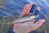 Gleich der erste Wurf brachte ein paar Zupfer, genauso wie der nächste Wurf. Ich tippte auf kleine Meerforellen, bis der erste Fisch dann hängen blieb. Miniköhler.....es blieb nicht bei dem Einen.....da kamen so zehn bis zwölf weitere Fische. Warum ich das Angeln nicht eingestellt habe....ganz einfach: Beim dritten Miniköhler konnte ich eine richtig gute Forelle erkennen. die dem gehakten Fisch hinterher kam. In der Hoffnung, dass so eine Forelle sich die Jiggy krallt, liess mich weiter machen..... Gleich der erste Wurf brachte ein paar Zupfer, genauso wie der nächste Wurf. Ich tippte auf kleine Meerforellen, bis der erste Fisch dann hängen blieb. Miniköhler.....es blieb nicht bei dem Einen.....da kamen so zehn bis zwölf weitere Fische. Warum ich das Angeln nicht eingestellt habe....ganz einfach: Beim dritten Miniköhler konnte ich eine richtig gute Forelle erkennen. die dem gehakten Fisch hinterher kam. In der Hoffnung, dass so eine Forelle sich die Jiggy krallt, liess mich weiter machen.....