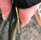 Aik konnte einen Fisch einnetzen, der zwischen geschätzten fünfzig und fünfundfünfzig Zentimetern lag. Allerdings war dies ein "besonderer Fang". Der Fisch war markiert. Aik schoss ein schnelles Foto der Marke und entliess den braunen und sichtlich abgemagerten Bock in die Freiheit. Aik konnte einen Fisch einnetzen, der zwischen geschätzten fünfzig und fünfundfünfzig Zentimetern lag. Allerdings war dies ein "besonderer Fang". Der Fisch war markiert. Aik schoss ein schnelles Foto der Marke und entliess den braunen und sichtlich abgemagerten Bock in die Freiheit.