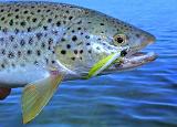 Und tatsächlich wird Ausdauer manchmal belohnt. Die Jiggy scheint auch in glasklarem Wasser ein echter Appetithappen zu sein...der einzige Anfasser.... zum Glück diesmal nicht verdaddelt, sondern einfach mal verwandelt. Schicker Fisch.... Und tatsächlich wird Ausdauer manchmal belohnt. Die Jiggy scheint auch in glasklarem Wasser ein echter Appetithappen zu sein...der einzige Anfasser.... zum Glück diesmal nicht verdaddelt, sondern einfach mal verwandelt. Schicker Fisch....