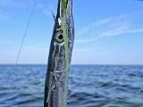 Fisch gab es aber trotzdem noch. Nach einem Wechsel in den Norden der Insel und dem Griff zur Fliegenrute gab es Kontakte. Mal wieder eine werdende Mutter - scheinbar ziemlich "frühreif" hier die Mädels - und zwei kleinere Fische unter vierzig. Und dann gelang es doch tatsächlich noch einem der Hornies, die auch hier ziemlich gehäuft herum schwammen, die Jiggy zu verhaften. Fisch gab es aber trotzdem noch. Nach einem Wechsel in den Norden der Insel und dem Griff zur Fliegenrute gab es Kontakte. Mal wieder eine werdende Mutter - scheinbar ziemlich "frühreif" hier die Mädels - und zwei kleinere Fische unter vierzig. Und dann gelang es doch tatsächlich noch einem der Hornies, die auch hier ziemlich gehäuft herum schwammen, die Jiggy zu verhaften.