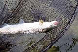 Er war noch in "Pfeifweite", als bei mir ein Fisch einstieg. Ziemlich schwerfällige Gegenwehr. Ein paarmal an der Oberfläche "gerollt"....dann recht schnell heran geholt. Auf dem gespannten Keschernetz abgelegt, kurzer Schnappschuss und die Pattegriesen rausgepult. Man sieht sich wieder Fisch ;) Er war noch in "Pfeifweite", als bei mir ein Fisch einstieg. Ziemlich schwerfällige Gegenwehr. Ein paarmal an der Oberfläche "gerollt"....dann recht schnell heran geholt. Auf dem gespannten Keschernetz abgelegt, kurzer Schnappschuss und die Pattegriesen rausgepult. Man sieht sich wieder Fisch ;)