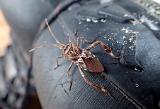 Zurück in der Hütte Klamotten aufgehängt, fix ne Dusche genommen, Essen zubereitet. Während dessen erwischte meine Frau diesen Besucher meiner Watstiefel. Wie wir später am Abend „ergoogelten“, war das wohl eine Amerikanische Kiefernwanze…… wo die ist, kommen im Herbst meistens noch ein paar mehr dazu….. Zurück in der Hütte Klamotten aufgehängt, fix ne Dusche genommen, Essen zubereitet. Während dessen erwischte meine Frau diesen Besucher meiner Watstiefel. Wie wir später am Abend „ergoogelten“, war das wohl eine Amerikanische Kiefernwanze…… wo die ist, kommen im Herbst meistens noch ein paar mehr dazu…..