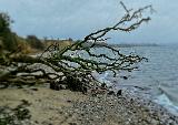Während die Zwei noch fleißig am „arbeiten“ waren, begab ich mich auf Fotosafari. Und Motive gibt es an jedem Strand reichlich. Hier hatte es mir dieser abgestürzte Baum angetan…. Während die Zwei noch fleißig am „arbeiten“ waren, begab ich mich auf Fotosafari. Und Motive gibt es an jedem Strand reichlich. Hier hatte es mir dieser abgestürzte Baum angetan….