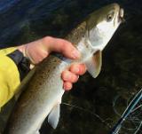 In schlanker Absteiger hatte riesigen Appetit. Es folgten noch ein paar weitere Kontakte und auch weitere Fische. Allesamt aus der ersten Rinne gepickt. In schlanker Absteiger hatte riesigen Appetit. Es folgten noch ein paar weitere Kontakte und auch weitere Fische. Allesamt aus der ersten Rinne gepickt.