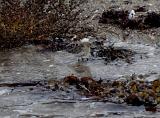 Machte richtig Spaß, auch wenn, durch den Wasserstand bedingt, das ein oder andere Mal die Fliege hinter mir die Botanik kennenlernte. Und dann begleitete mich eine ganze Weile dieser kleine Geselle. Total unerschrocken und fleissig dabei den Spülsaum nach fressbaren Snacks zu durchsuchen..... Machte richtig Spaß, auch wenn, durch den Wasserstand bedingt, das ein oder andere Mal die Fliege hinter mir die Botanik kennenlernte. Und dann begleitete mich eine ganze Weile dieser kleine Geselle. Total unerschrocken und fleissig dabei den Spülsaum nach fressbaren Snacks zu durchsuchen.....