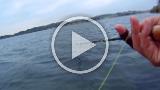 Kurzer Videomitschnitt. Ich hatte urplötzlich einen Schwarm vor Ort und konnte ein paar spitze Bisse notieren. Leider blieb keiner der Fische länger am Haken. Dieser Fsch dann war Kategorie "etwas besser", weshalb es mir auch nicht schwer fiel, ein klein wenig zu fluchen. Kurzer Videomitschnitt. Ich hatte urplötzlich einen Schwarm vor Ort und konnte ein paar spitze Bisse notieren. Leider blieb keiner der Fische länger am Haken. Dieser Fsch dann war Kategorie "etwas besser", weshalb es mir auch nicht schwer fiel, ein klein wenig zu fluchen.