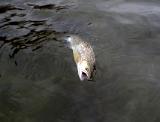 Irgendwo "zwischendrin" kam ein Trupp kleinerer Fische vorbei. Die Jiggy wurde immer wieder angestubst, aber so richtig zupacken war nicht. Ich wechselte auf eine Garnele in Brauntönen. Der damit verbundene Plan ging auf. Gleich beim zweiten Wurf packte ein Fisch zu. Irgendwo "zwischendrin" kam ein Trupp kleinerer Fische vorbei. Die Jiggy wurde immer wieder angestubst, aber so richtig zupacken war nicht. Ich wechselte auf eine Garnele in Brauntönen. Der damit verbundene Plan ging auf. Gleich beim zweiten Wurf packte ein Fisch zu.