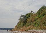 Am Wasser angekommen war zumindest in der Luft schonmal reichlich Aufruhr zu erkennen. Der ansässige Bauer war fleissig am pflügen und die Möwen stürzten sich auf alles, was da auf dem Acker hochgewirbelt wurde. Leider kam auch immer wieder eine Ladung Steine, die anscheinend auf dem Acker im Weg waren, die Steilküste hinuntergepurzelt. Am Wasser angekommen war zumindest in der Luft schonmal reichlich Aufruhr zu erkennen. Der ansässige Bauer war fleissig am pflügen und die Möwen stürzten sich auf alles, was da auf dem Acker hochgewirbelt wurde. Leider kam auch immer wieder eine Ladung Steine, die anscheinend auf dem Acker im Weg waren, die Steilküste hinuntergepurzelt.