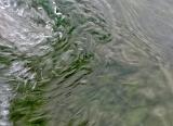....dann doch ziemlich vehement davon gemacht. Schön zu sehen, wie kräftig diese Fische nach dem Sommer sind. Kugelrund und kraftstrotzend. ....dann doch ziemlich vehement davon gemacht. Schön zu sehen, wie kräftig diese Fische nach dem Sommer sind. Kugelrund und kraftstrotzend.