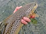 Es waren aber auch bessere Fische unterwegs. Nach zwei weiteren Nachläufern stieg eine Mittvierzigerin ein. Kurze, kraftvolle Gegenwehr, schnelles Foto und zum hoffentlich erfolgreichen Laichgeschäft zurückgeschickt. Es waren aber auch bessere Fische unterwegs. Nach zwei weiteren Nachläufern stieg eine Mittvierzigerin ein. Kurze, kraftvolle Gegenwehr, schnelles Foto und zum hoffentlich erfolgreichen Laichgeschäft zurückgeschickt.