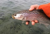 Es folgten noch ein zwei weitere Anfasser, bevor der nächste Fisch hängen blieb. Etwas besser, kämpferischer, nur spitz gehakt…… also schnell zurück. Ein weiterer Grönländer folgte nur wenige Würfe später. Auch dieser durfte zurück zum wachsen. Am Ende der Strecke stieg ich aus, wählte den Weg zurück über die Koppel und stieg erneut ein, um die Strecke ein zweites Mal zu befischen. Es folgten noch ein zwei weitere Anfasser, bevor der nächste Fisch hängen blieb. Etwas besser, kämpferischer, nur spitz gehakt…… also schnell zurück. Ein weiterer Grönländer folgte nur wenige Würfe später. Auch dieser durfte zurück zum wachsen. Am Ende der Strecke stieg ich aus, wählte den Weg zurück über die Koppel und stieg erneut ein, um die Strecke ein zweites Mal zu befischen.