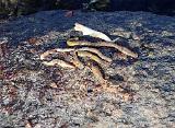Doch weiter am Strand. Immer wieder interessant was die Silbernen während der Jagd so zu sich nehmen. Garnelen, kleine Fische und Sandaale sind nichts Besonderes. Wie aber kommen die Wattwürmer in den Bauch? Ringler ja ….. die schwimmen gerade jetzt etwas öfter herum, aber Wattwürmer? Fanden wir beide wirklich bemerkenswert. Doch weiter am Strand. Immer wieder interessant was die Silbernen während der Jagd so zu sich nehmen. Garnelen, kleine Fische und Sandaale sind nichts Besonderes. Wie aber kommen die Wattwürmer in den Bauch? Ringler ja ….. die schwimmen gerade jetzt etwas öfter herum, aber Wattwürmer? Fanden wir beide wirklich bemerkenswert.