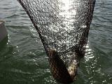 Der Einsatz des Keschers war nötig, weil die Fliege komplett inhaliert war. Es galang dann trotzdem recht fix den Fisch vom Haken zu befreien und in Richtung Laichgeschäft zu entlassen Der Einsatz des Keschers war nötig, weil die Fliege komplett inhaliert war. Es galang dann trotzdem recht fix den Fisch vom Haken zu befreien und in Richtung Laichgeschäft zu entlassen