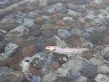 Bevor ich tatsächlich die Spitze erreichte, hatte ein quirliger, brauner Bock Lust auf meine pinke Versuchung. Meine Frau konnte in der Endphase des Drills ein paar Fotos machen, bevor ich den Fisch vom Haken löste, um Ihn zum Laichgeschäft weiterziehen zu lassen. Bevor ich tatsächlich die Spitze erreichte, hatte ein quirliger, brauner Bock Lust auf meine pinke Versuchung. Meine Frau konnte in der Endphase des Drills ein paar Fotos machen, bevor ich den Fisch vom Haken löste, um Ihn zum Laichgeschäft weiterziehen zu lassen.