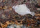 Einigen Fischen war das Wetter auch nicht so gut bekommen. Diese Platte war nicht allein. Davon habe ich ein paar mehr gefunden. Alles in allem war die Woche, was das Fischen betraf, relativ ruhig. Für die am Wasser verbrachte Angelzeit war ich nicht unzufrieden, allerdings war die Durchschnittsgrösse relativ gering. Vom Erholungsfaktor war die Tour genau zum richtigen Zeitpunkt angesetzt. Jetzt geht es die Tage nochmal auf Hecht und dann im Dezember mal wieder an die Küste. Einigen Fischen war das Wetter auch nicht so gut bekommen. Diese Platte war nicht allein. Davon habe ich ein paar mehr gefunden. Alles in allem war die Woche, was das Fischen betraf, relativ ruhig. Für die am Wasser verbrachte Angelzeit war ich nicht unzufrieden, allerdings war die Durchschnittsgrösse relativ gering. Vom Erholungsfaktor war die Tour genau zum richtigen Zeitpunkt angesetzt. Jetzt geht es die Tage nochmal auf Hecht und dann im Dezember mal wieder an die Küste.
