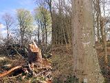 Im letzten Drittel Weges konnte ich dann die Schäden der Herbststürme begutachten. Nicht nur, dass reichlich Buchenstämme auf einer Lichtung lagen – hier war vorher eigentlich ein geschlossener Baumbestand – nein, auch einen meiner „Lieblingsbäume“ hatte es erwischt. Leider ist das langjährige „Lächeln“ dieses Baumes jetzt Geschichte….. Bildervergleich April 2024 zu November 2022 Im letzten Drittel Weges konnte ich dann die Schäden der Herbststürme begutachten. Nicht nur, dass reichlich Buchenstämme auf einer Lichtung lagen – hier war vorher eigentlich ein geschlossener Baumbestand – nein, auch einen meiner „Lieblingsbäume“ hatte es erwischt. Leider ist das langjährige „Lächeln“ dieses Baumes jetzt Geschichte….. Bildervergleich April 2024 zu November 2022
