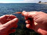 Die frisch getüddelte Garnele hatte jetzt bereits bewiesen, dass sie als Meerforellensnack ziemlich hoch im Kurs steht. Bei jedem zweiten Wurf hackte ein Fisch drauf. Nach einem weiteren „longline“ releastem Fisch der Klasse „Mitte vierzig“, gab es die nächste Trutte. Die frisch getüddelte Garnele hatte jetzt bereits bewiesen, dass sie als Meerforellensnack ziemlich hoch im Kurs steht. Bei jedem zweiten Wurf hackte ein Fisch drauf. Nach einem weiteren „longline“ releastem Fisch der Klasse „Mitte vierzig“, gab es die nächste Trutte.