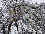 Und wenn man so im Schnee „durch die Gegend“ spaziert, fallen einem tatsächlich einige Dinge auf. Hier sind es ein paar Äpfel, die im winterlichen Weiß farbliche Akzente setzen. Ein paar Würfe habe ich dann auch noch gemacht. Das war aber eher dazu da mir selber zu beweisen, dass es auch bei widrigen Umständen geht. Tatsächlich ging eigentlich gar nichts. Und wenn man so im Schnee „durch die Gegend“ spaziert, fallen einem tatsächlich einige Dinge auf. Hier sind es ein paar Äpfel, die im winterlichen Weiß farbliche Akzente setzen. Ein paar Würfe habe ich dann auch noch gemacht. Das war aber eher dazu da mir selber zu beweisen, dass es auch bei widrigen Umständen geht. Tatsächlich ging eigentlich gar nichts.