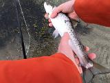 Hier nochmal ein Schnappschuss, kurz vor dem Schwimmen lassen …… während dessen kam ein Anruf von Timo, dass er zwei Kontakte und einen longline release hatte Hier nochmal ein Schnappschuss, kurz vor dem Schwimmen lassen …… während dessen kam ein Anruf von Timo, dass er zwei Kontakte und einen longline release hatte