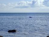 Wegen des hohen Wasserstands ragte nur einer der grösseren Steine aus dem Wasser. Und genau dort hatte es sich, so sah es zumindest aus der Ferne aus, eine Robbe bequem gemacht. Dieser Eindruck wurde gefestigt, weil ein kleinerer Artgenosse - unserer Meinung nach ein Seehund - diesen Platz ebenfalls immer wieder unbedingt erklimmen wollte. Wegen des hohen Wasserstands ragte nur einer der grösseren Steine aus dem Wasser. Und genau dort hatte es sich, so sah es zumindest aus der Ferne aus, eine Robbe bequem gemacht. Dieser Eindruck wurde gefestigt, weil ein kleinerer Artgenosse - unserer Meinung nach ein Seehund - diesen Platz ebenfalls immer wieder unbedingt erklimmen wollte.